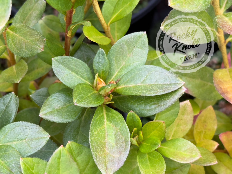 Hexe plant from Rocky Knoll Farm