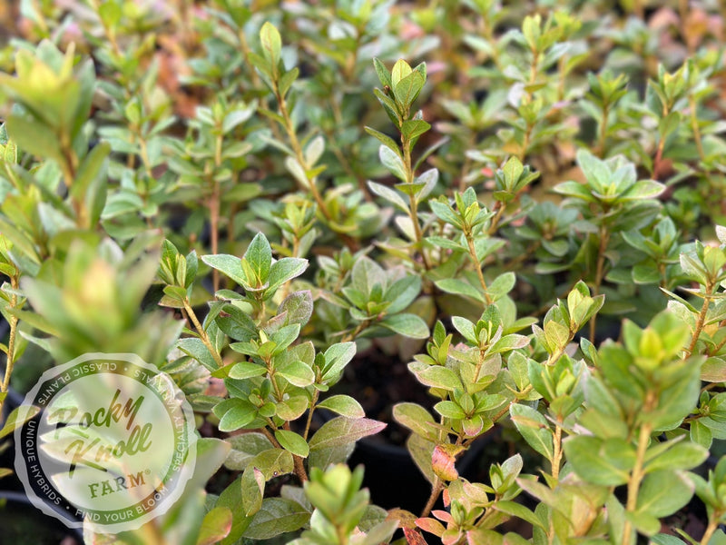 Hexe plant from Rocky Knoll Farm