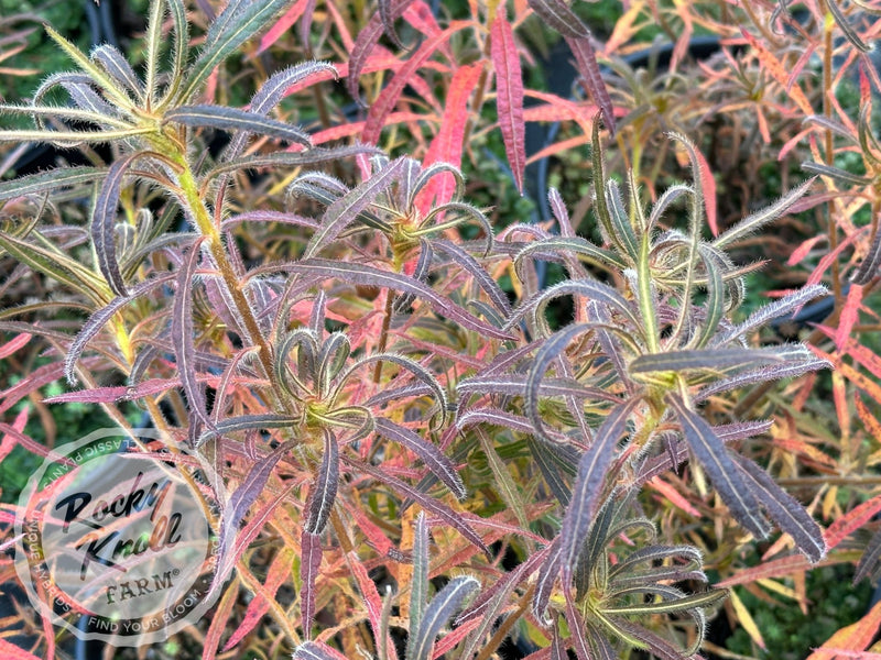 R. linearifolium Spider Azalea plant from Rocky Knoll Farm