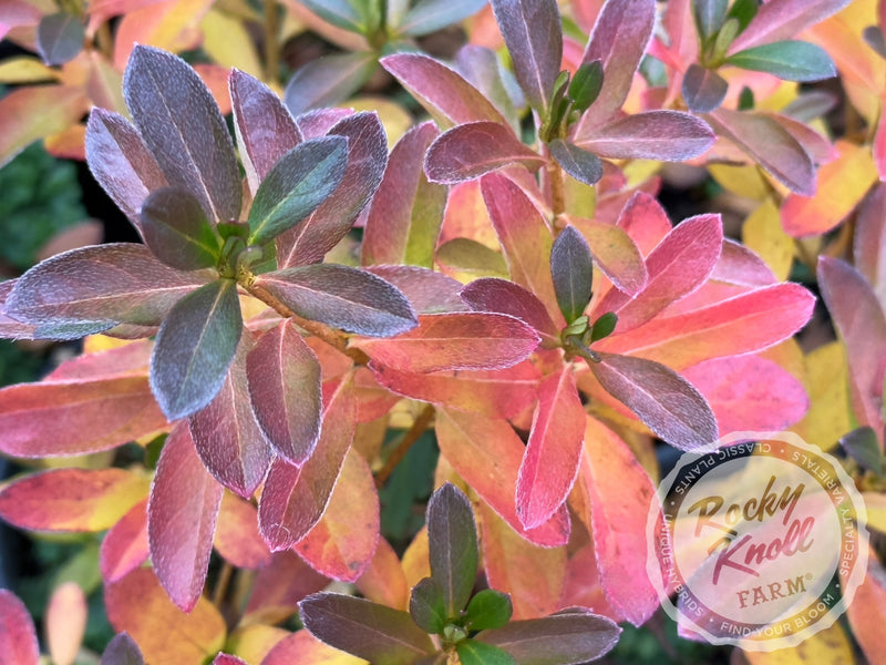 Purple Splendor plant from Rocky Knoll Farm