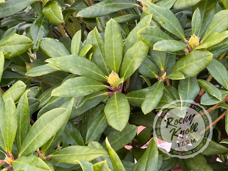 Golden Gate plant from Rocky Knoll Farm