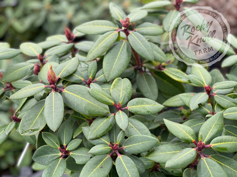 Misty Moonlight plant from Rocky Knoll Farm