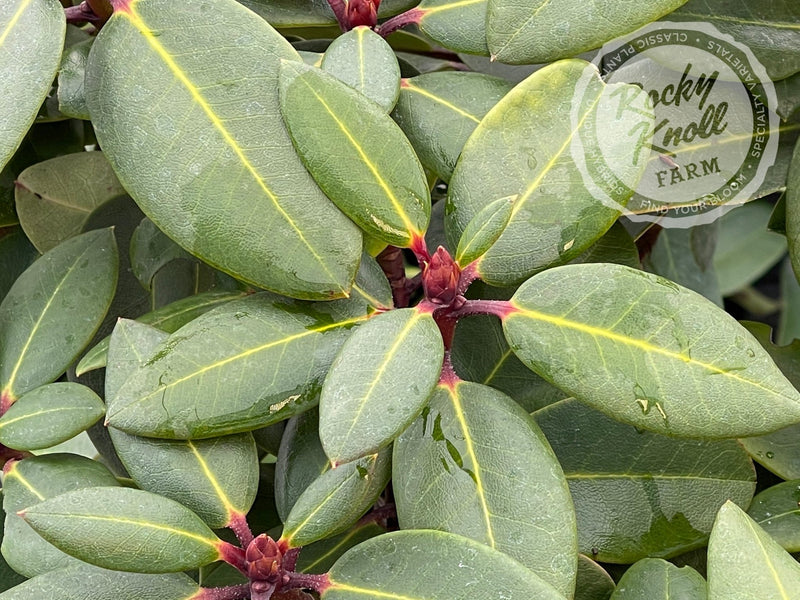 Misty Moonlight plant from Rocky Knoll Farm
