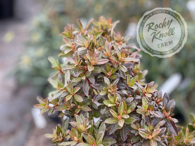 Mother Greer plant from Rocky Knoll Farm