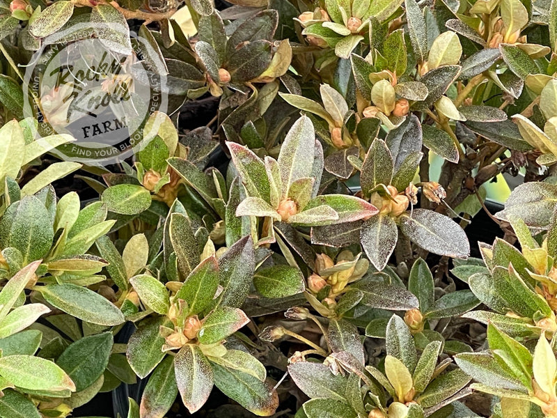 Mother Greer plant from Rocky Knoll Farm