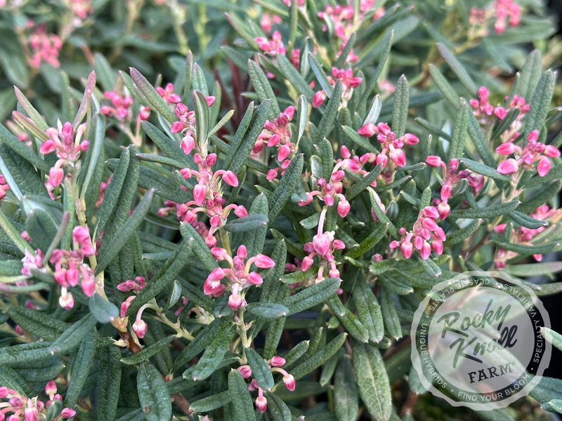Blue Ice Bog Rosemary (Andromeda polifolia) plant from Rocky Knoll Farm