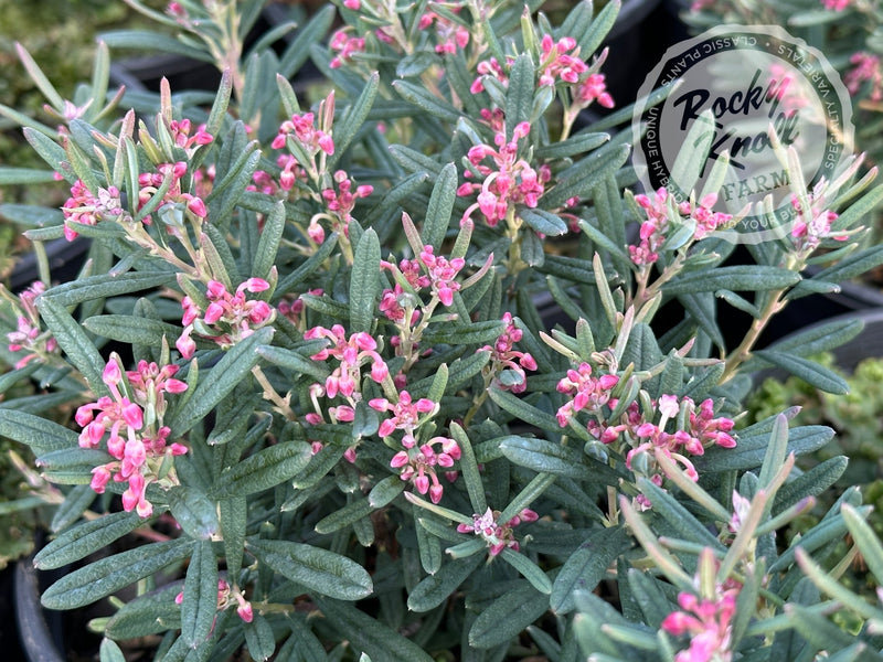 Blue Ice Bog Rosemary (Andromeda polifolia) plant from Rocky Knoll Farm