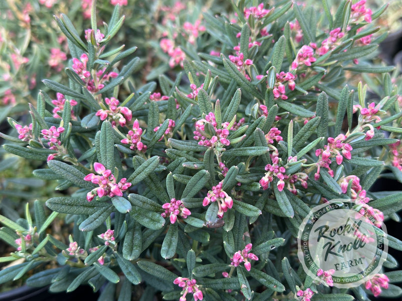 Blue Ice Bog Rosemary (Andromeda polifolia) plant from Rocky Knoll Farm