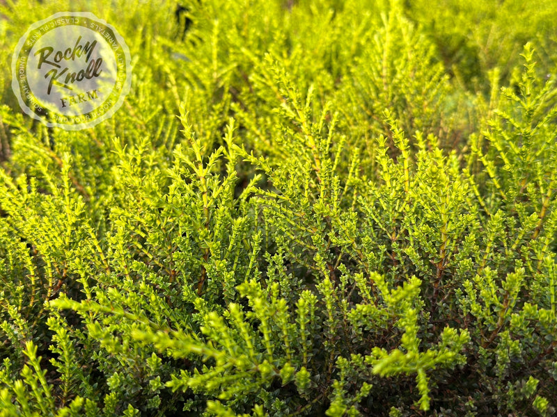 Hebe 'Karo Golden Esk' plant from Rocky Knoll Farm