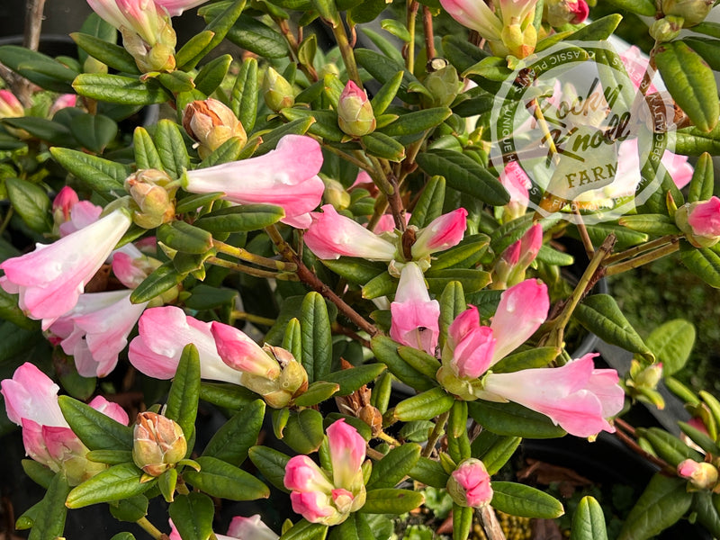 Seta plant from Rocky Knoll Farm