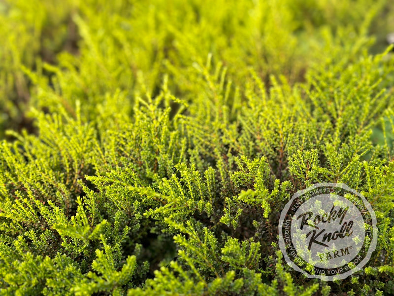 Hebe 'Karo Golden Esk' plant from Rocky Knoll Farm