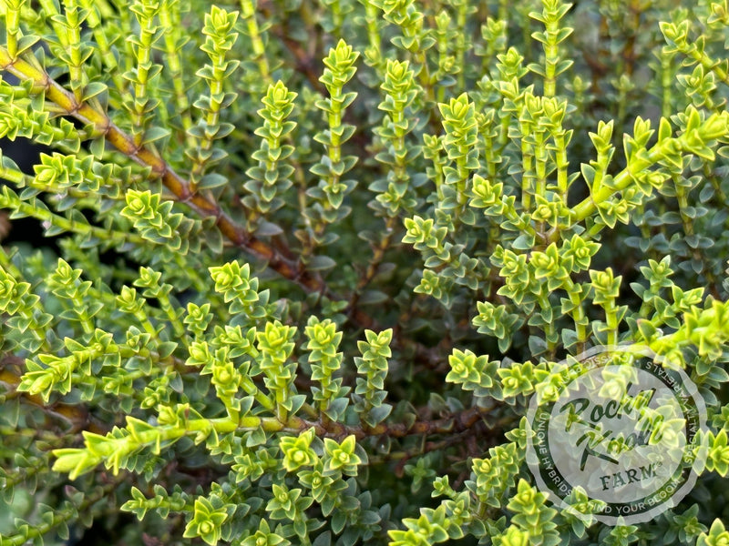 Hebe 'Karo Golden Esk' plant from Rocky Knoll Farm