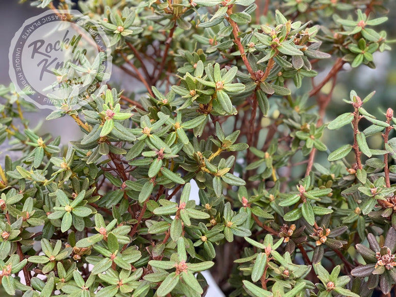R. russatum plant from Rocky Knoll Farm