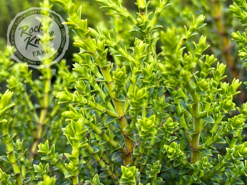 Hebe 'Karo Golden Esk' plant from Rocky Knoll Farm