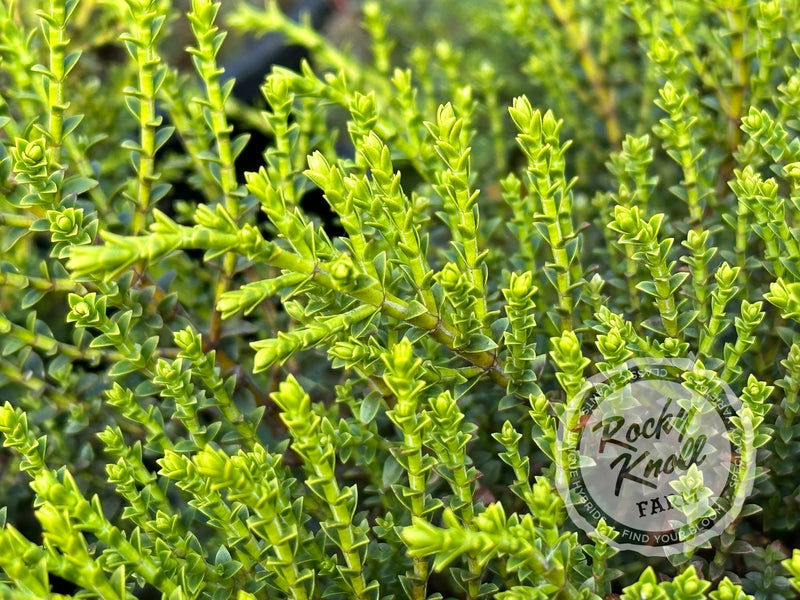 Hebe 'Karo Golden Esk' plant from Rocky Knoll Farm