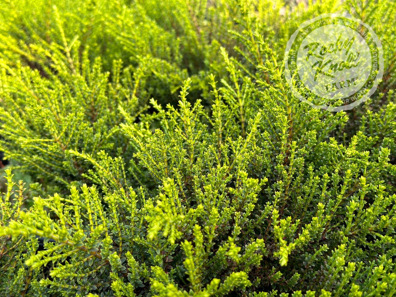 Hebe 'Karo Golden Esk' plant from Rocky Knoll Farm