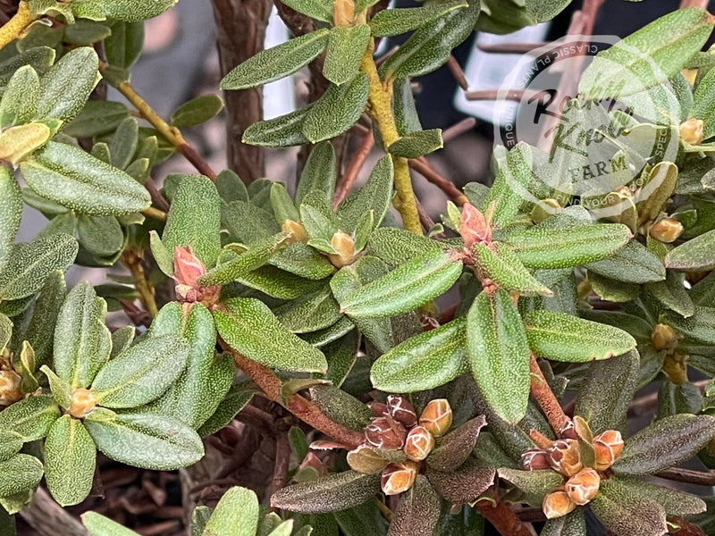 R. russatum plant from Rocky Knoll Farm