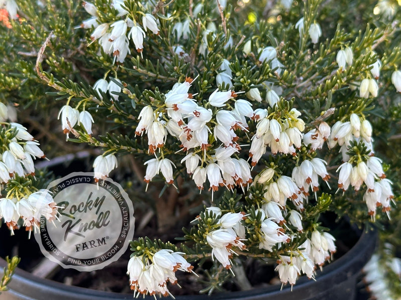 Erica Mediterranean White Heath plant from Rocky Knoll Farm