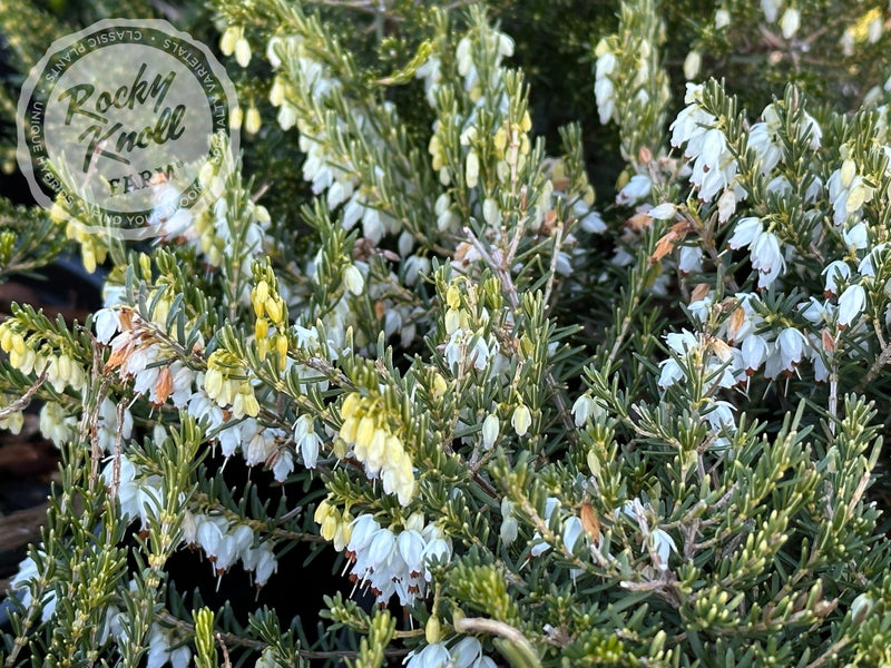 Erica Mediterranean White Heath plant from Rocky Knoll Farm