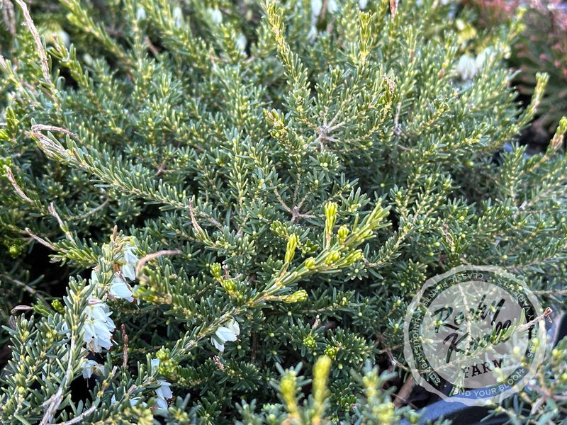 Erica Mediterranean White Heath plant from Rocky Knoll Farm