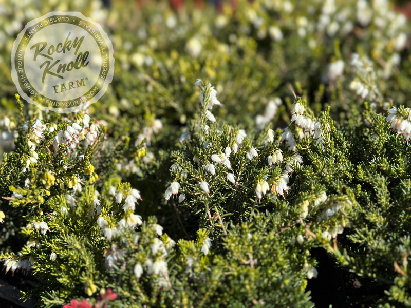 Erica Mediterranean White Heath plant from Rocky Knoll Farm