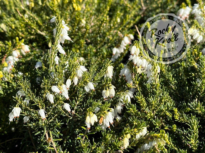 Erica Mediterranean White Heath plant from Rocky Knoll Farm