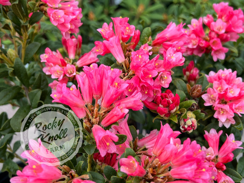 Razorbill plant from Rocky Knoll Farm