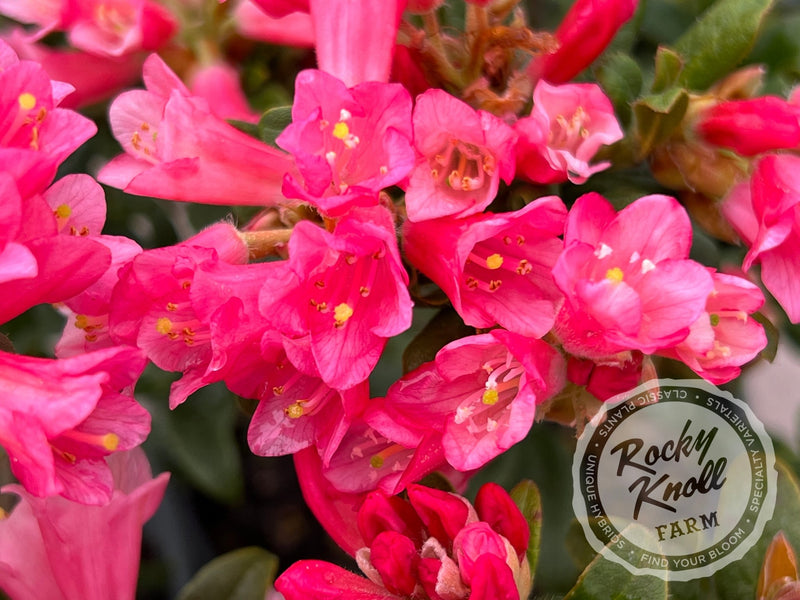 Razorbill plant from Rocky Knoll Farm