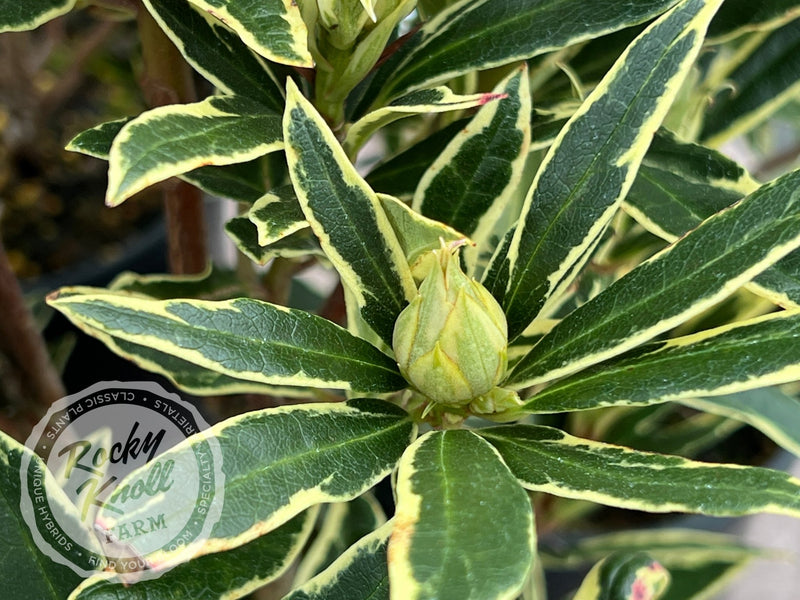 Variegated Ponticum plant from Rocky Knoll Farm