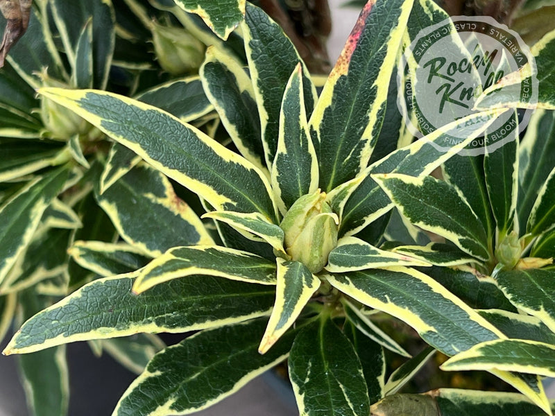 Variegated Ponticum plant from Rocky Knoll Farm