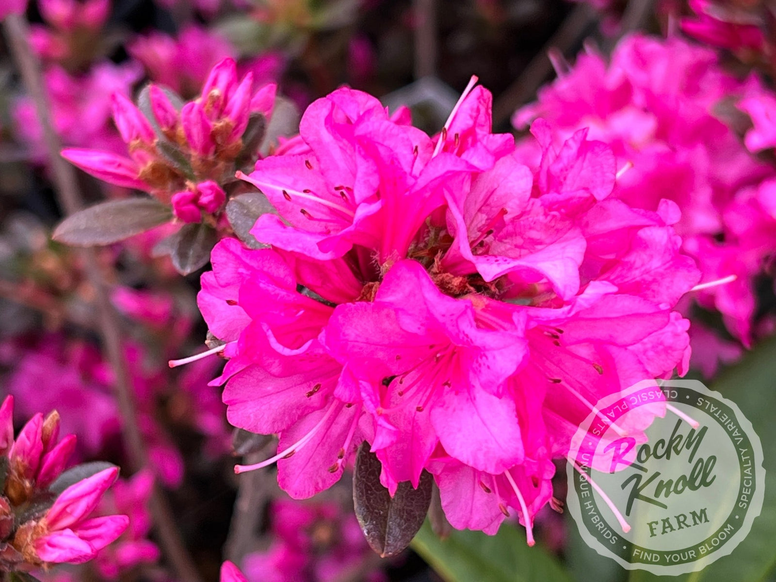 Ria Hardijzer - Rocky Knoll Farm