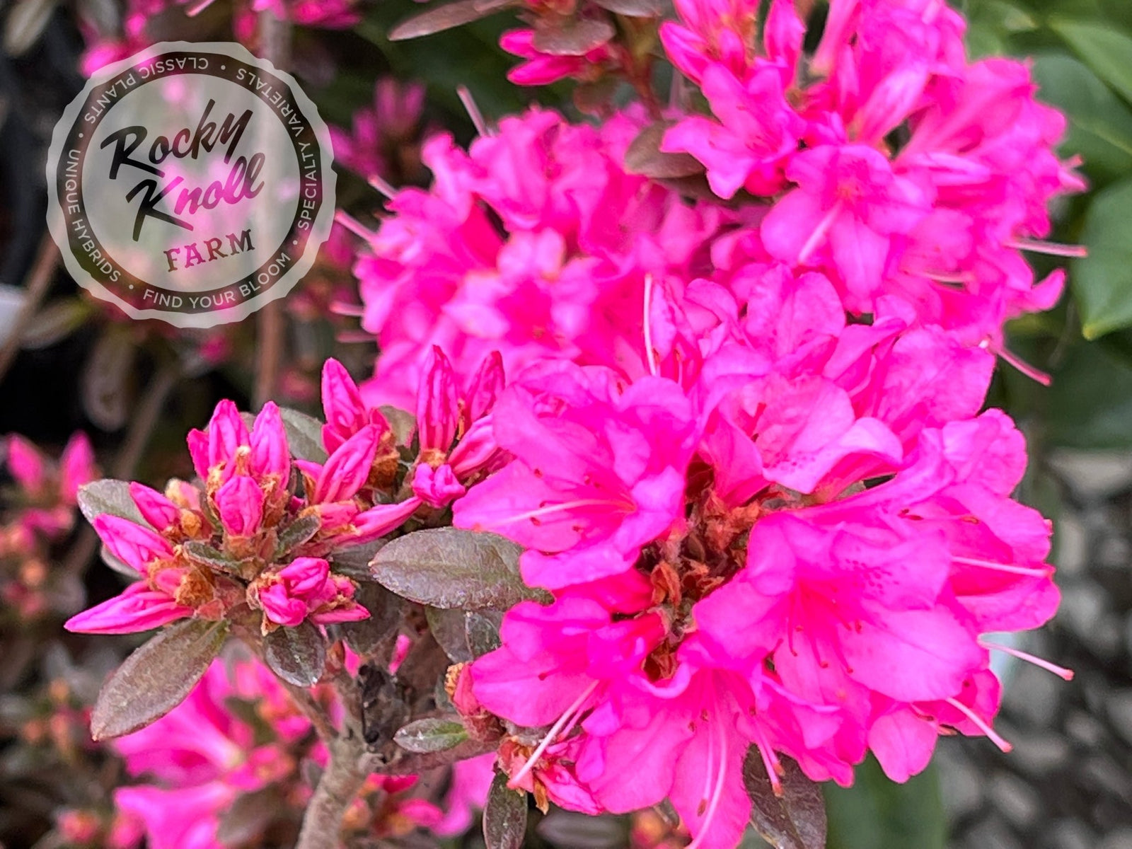 radyレディーシャワーボトルアイリスフラワーピンク Ria Hardijzer - Rocky Knoll Farm