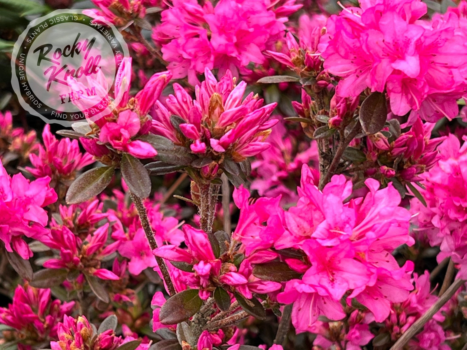 Ria Hardijzer - Rocky Knoll Farm