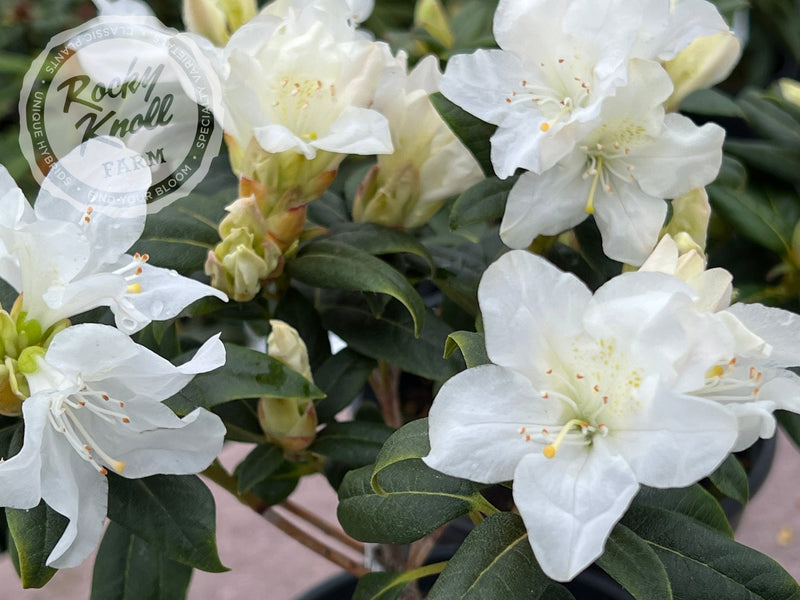 Dora Amateis plant from Rocky Knoll Farm