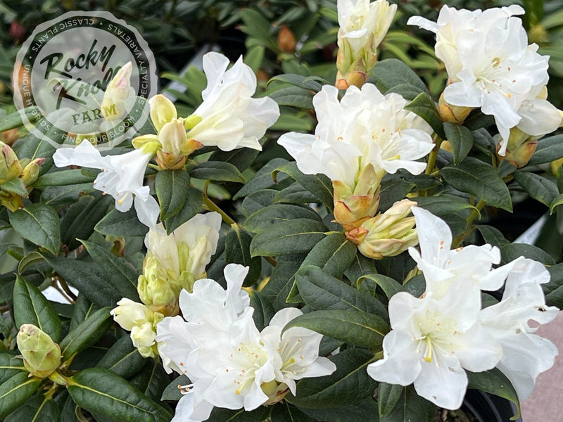 Dora Amateis plant from Rocky Knoll Farm