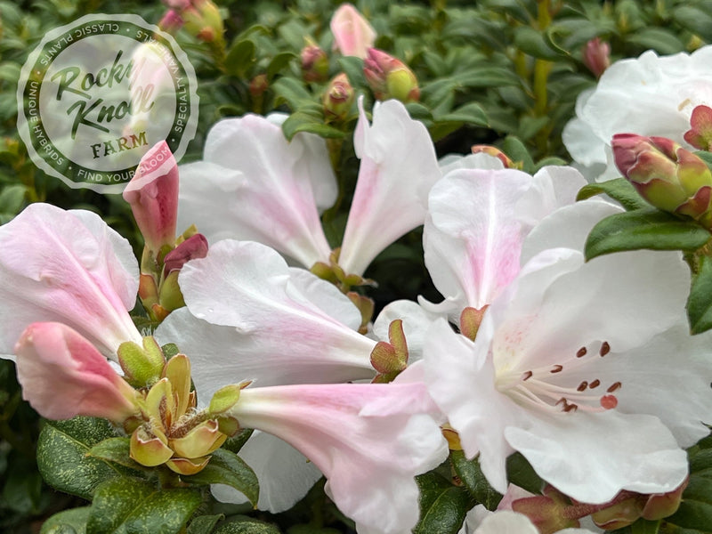 Dora Amateis plant from Rocky Knoll Farm