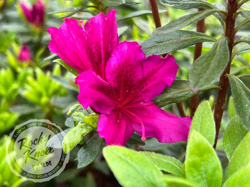 Girard's Fuchsia Azalea plant from Rocky Knoll Farm