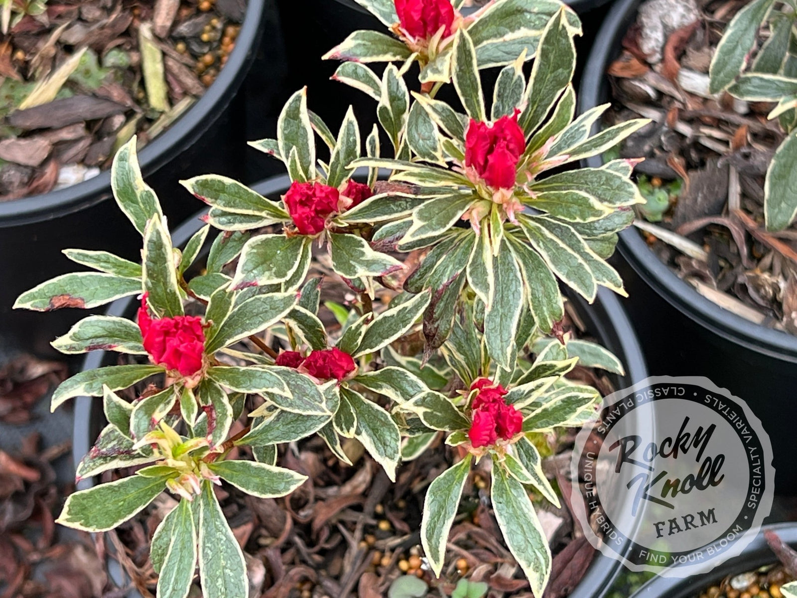 Silver Sword azalea - Rocky Knoll Farm