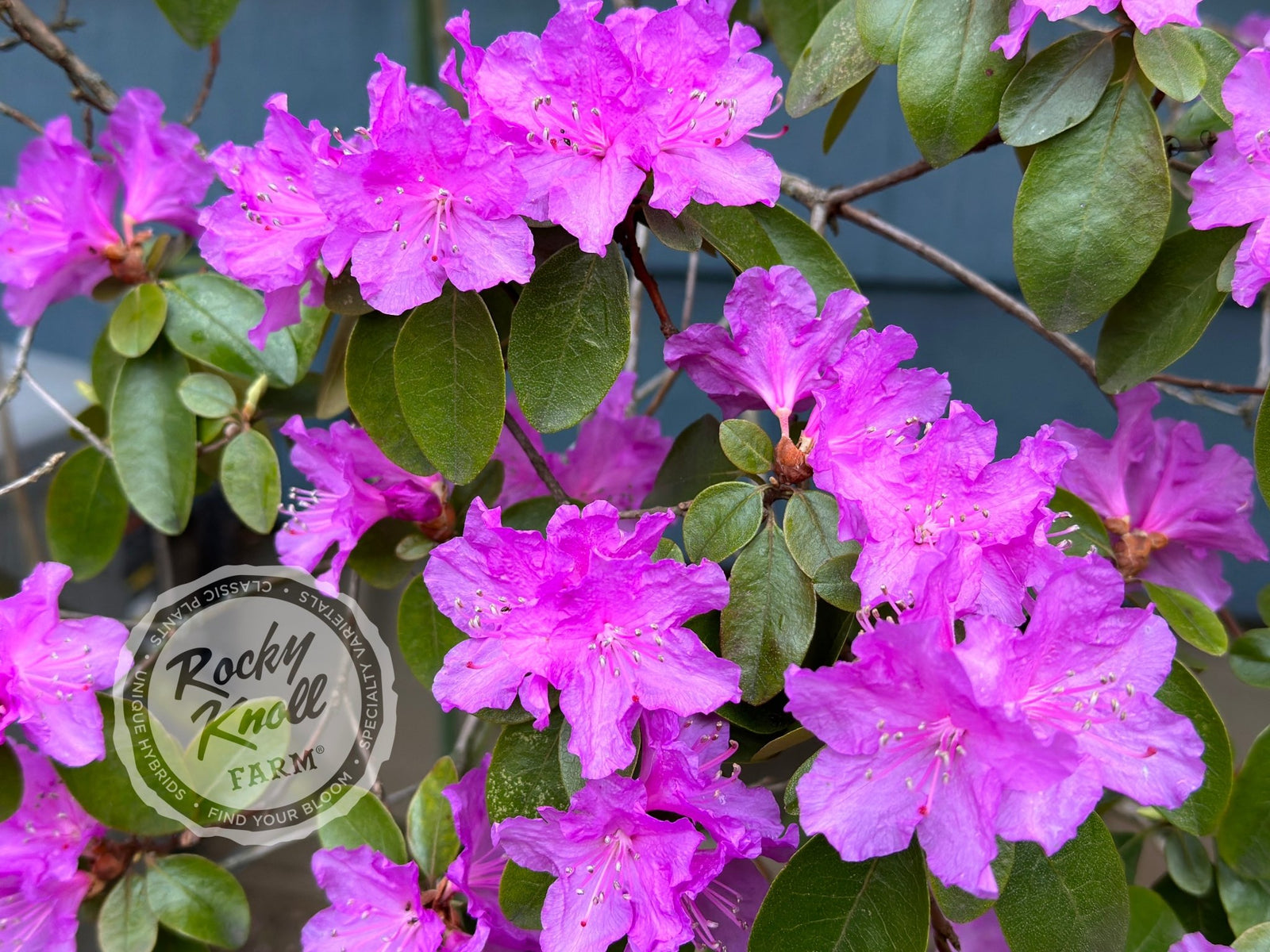 Leaf *様2点おまとめ　ジャーナルスタンダードレリューム　プラージュ PJM Compacta - Rocky Knoll Farm