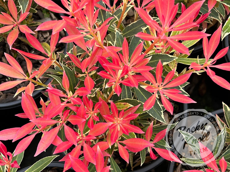 Pieris Japonica Flaming Silver plant from Rocky Knoll Farm