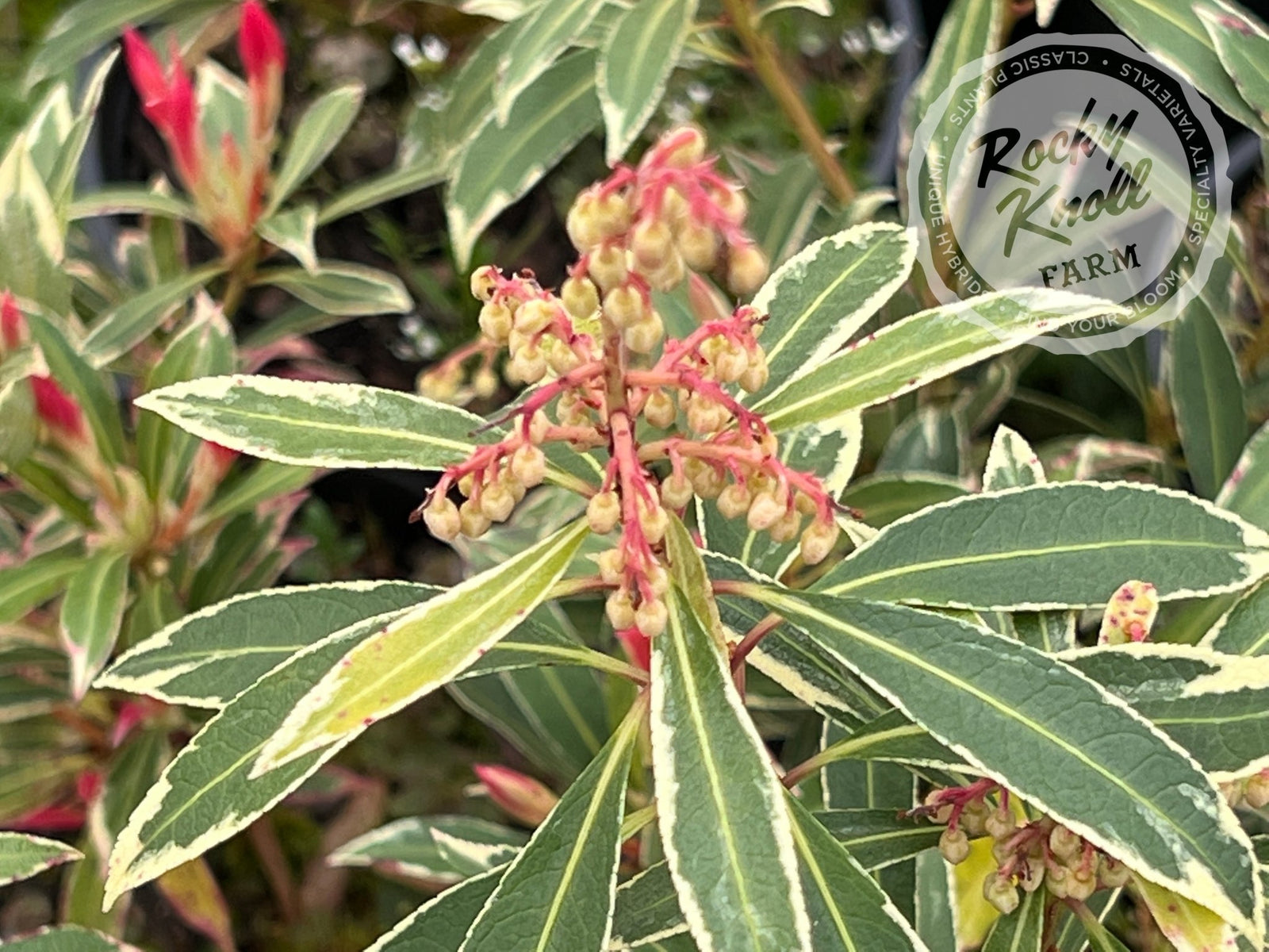 Pieris Japonica Flaming Silver - Rocky Knoll Farm