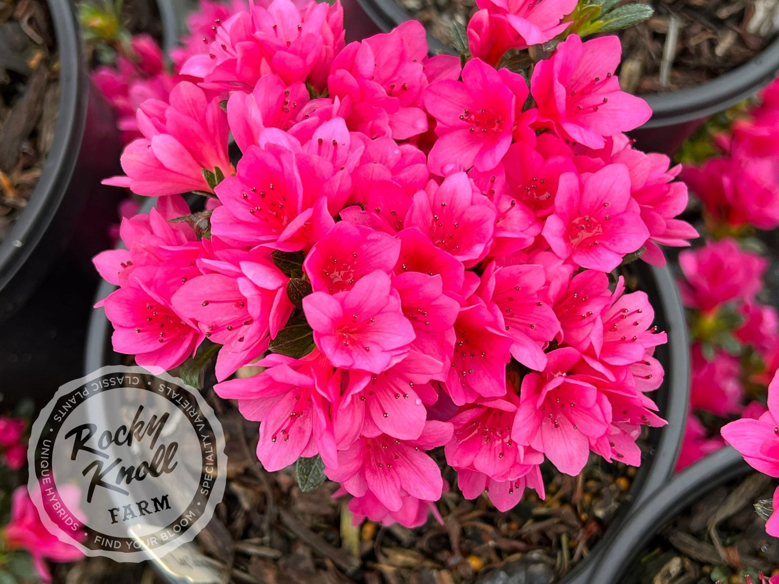 IMG_0578-134463_1600x.jpg?v=