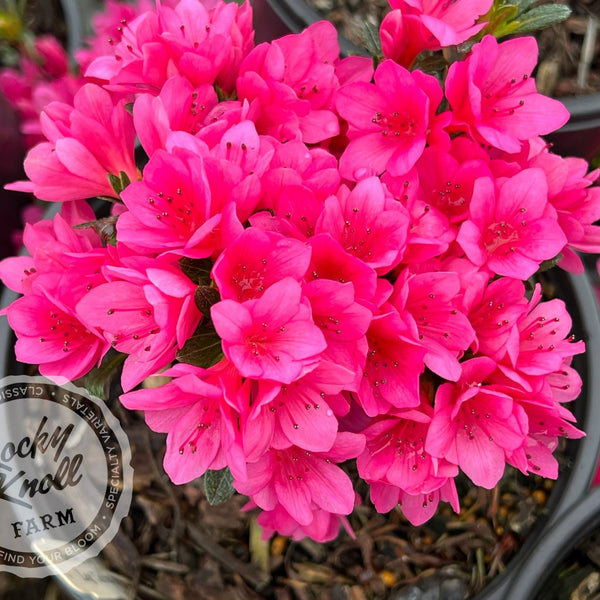 Tina - Rocky Knoll Farm