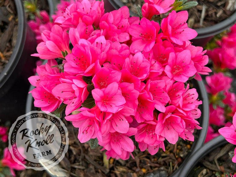 Tina plant from Rocky Knoll Farm