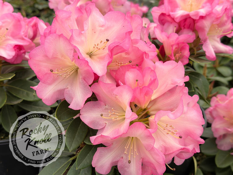 Bruce Brechtbill plant from Rocky Knoll Farm