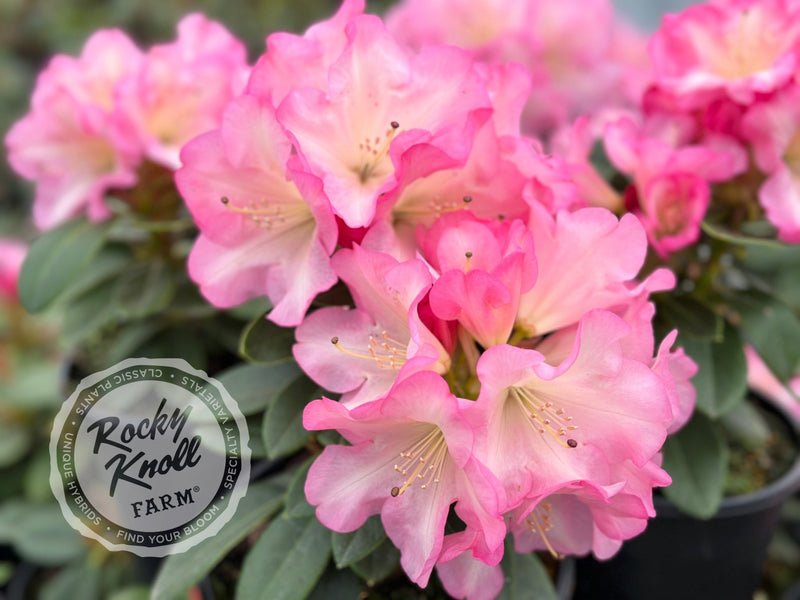 Bruce Brechtbill plant from Rocky Knoll Farm