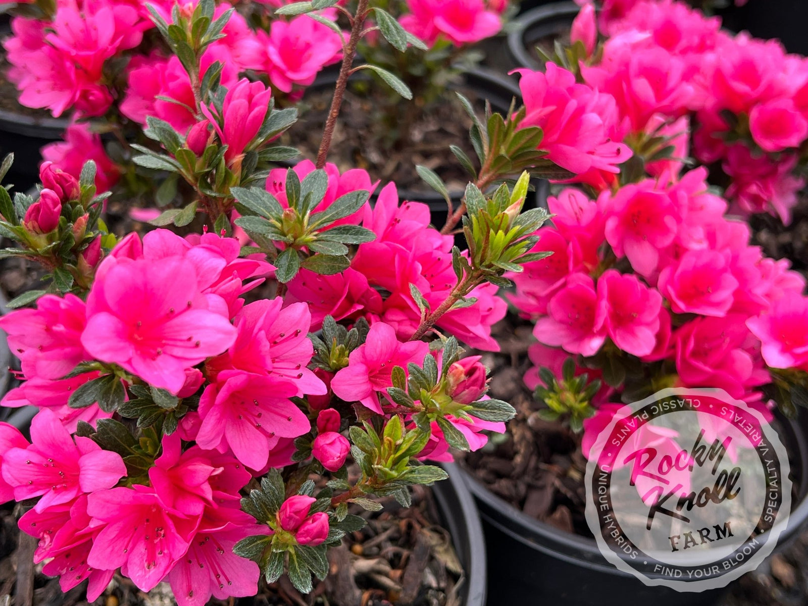 Tina - Rocky Knoll Farm