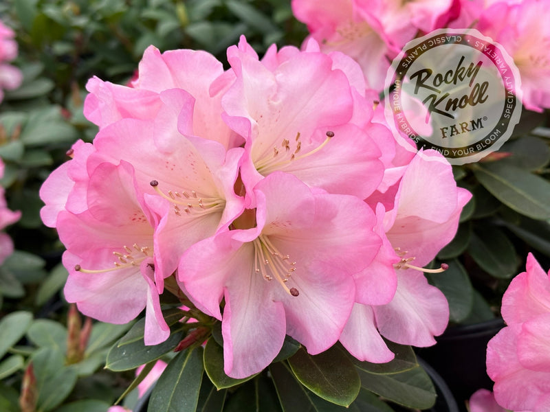 Bruce Brechtbill plant from Rocky Knoll Farm