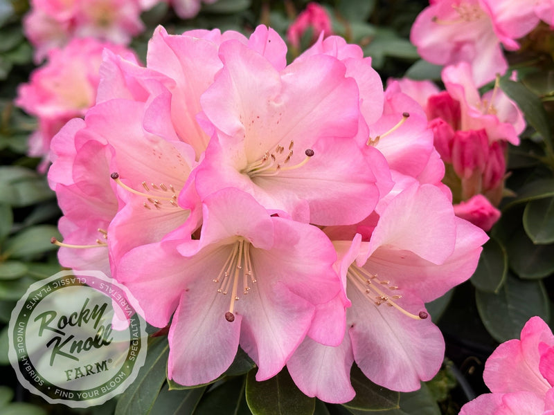 Bruce Brechtbill plant from Rocky Knoll Farm