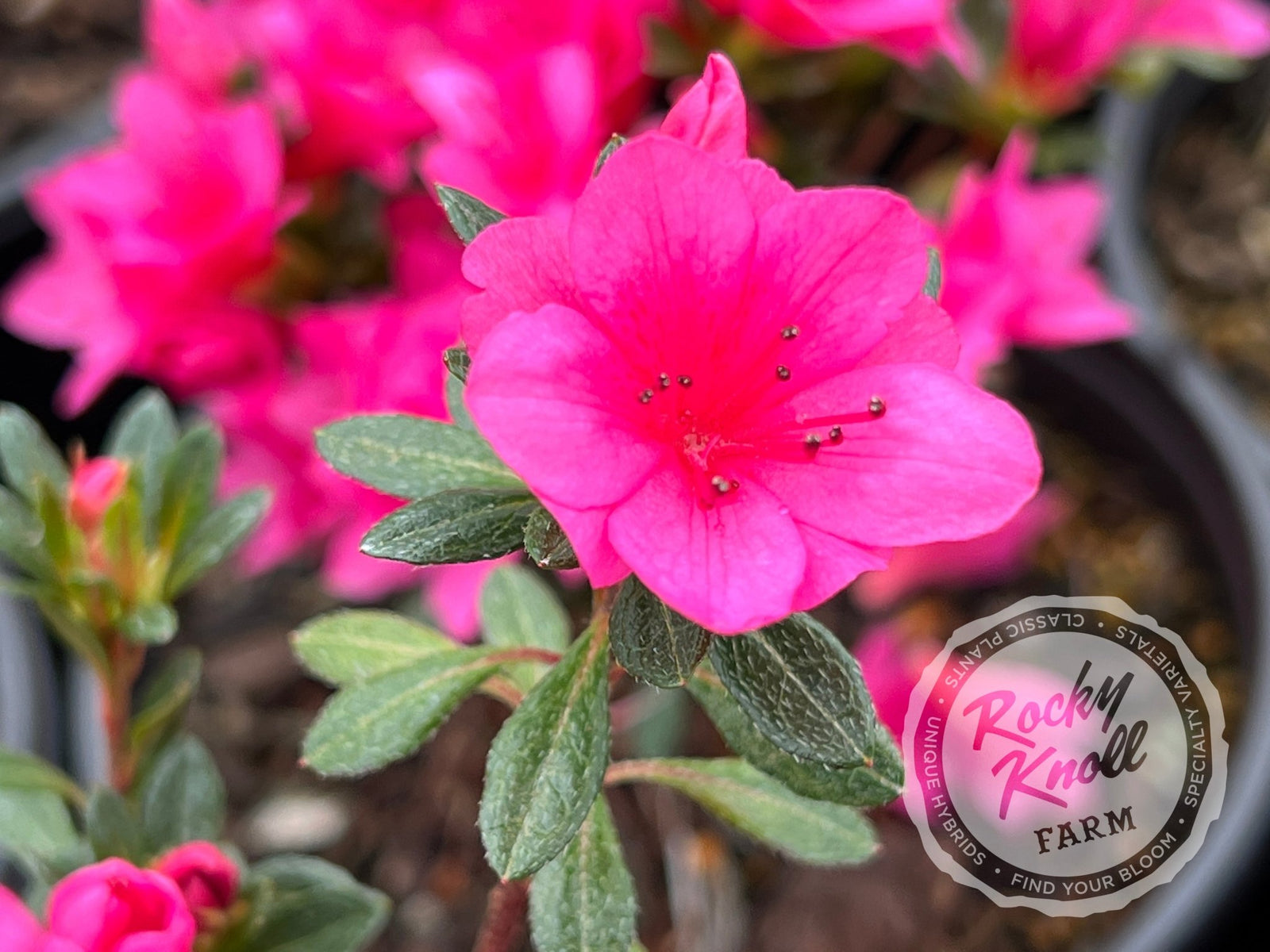 IMG_0586-733906_1600x.jpg?v=